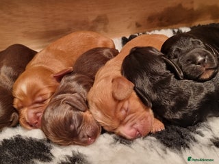 Cocker Spaniel dogs - Advert 32