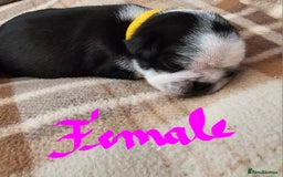 Pug dogs for sale: For sale - Image 12