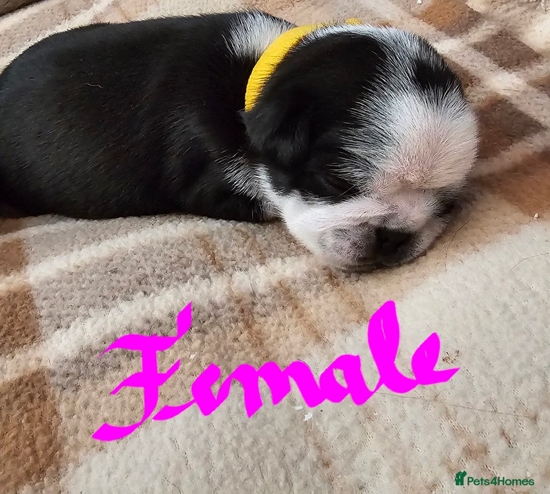 Pug dogs for sale: For sale - Image 12
