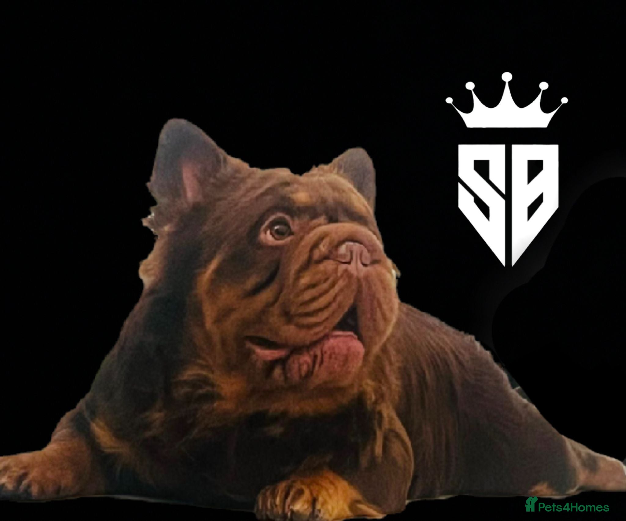 French Bulldog dogs Fluffy Rojo & Cherry Tan Big** STUD From £500 - Advert 1