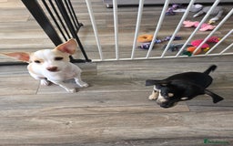 Mixed Breed dogs for sale: Chihuahua cross pomeranian girls to rehome - Image 1