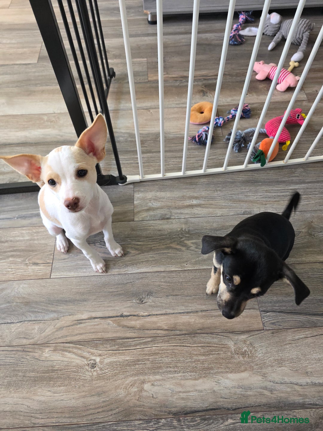 Mixed Breed dogs for sale: Chihuahua cross pomeranian girls to rehome - Image 1