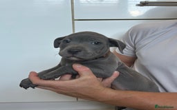 Staffordshire Bull Terrier dogs for sale: 3 blue Staffordshire bull terriers males  - Image 7