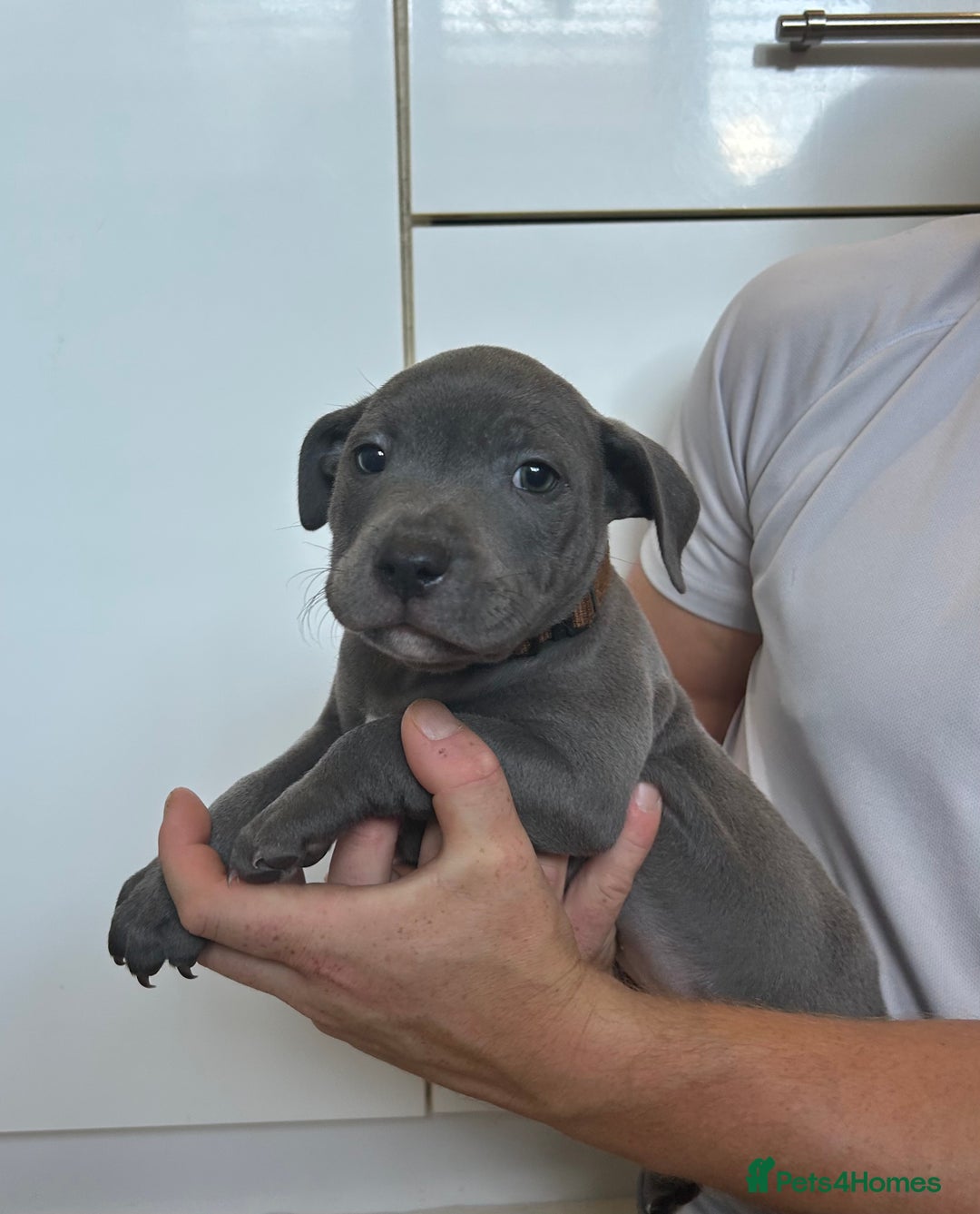 Staffordshire Bull Terrier dogs for sale: 3 blue Staffordshire bull terriers males  - Image 7