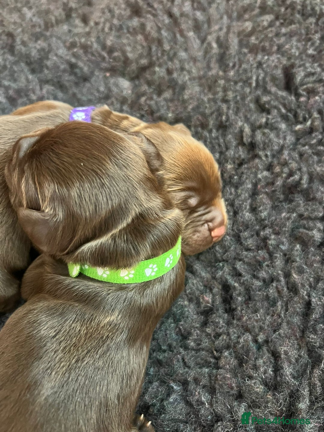 Cocker Spaniel dogs for sale: 🐶🐶🐶6 STUNNING WORKING COCKER SPANIELS🐶🐶🐶 - Image 8