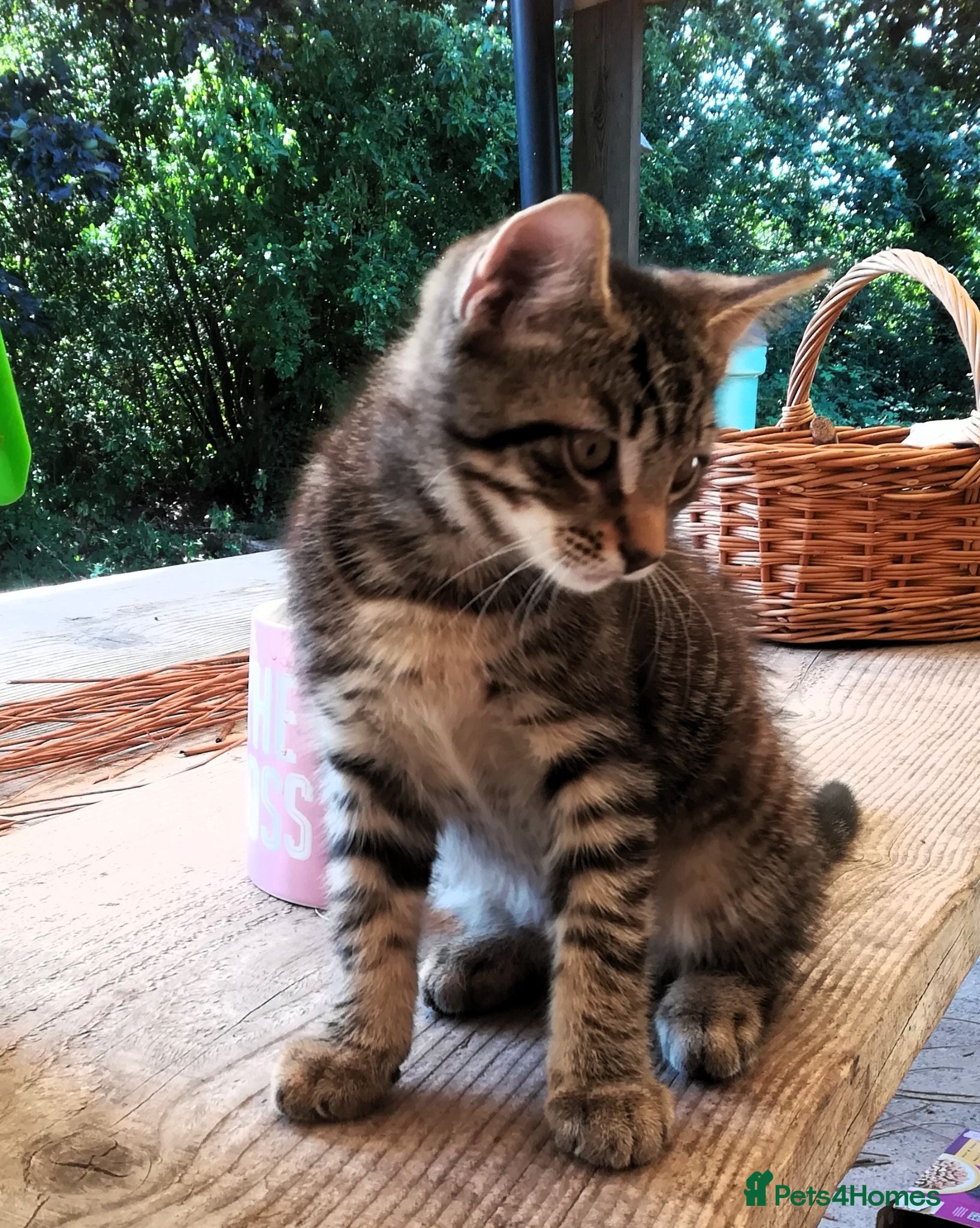 Mixed Breed cats ONLY ONE AMAZING, BEAUTIFUL, CLEVER, KITTEN LEFT - Advert 22