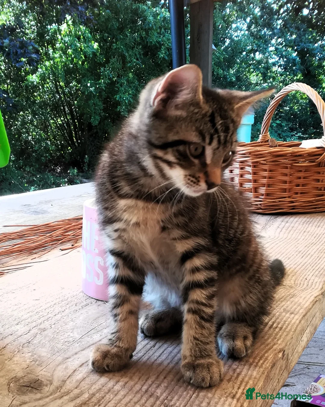 Mixed Breed cats for sale: ONLY ONE AMAZING, BEAUTIFUL, CLEVER, KITTEN LEFT - Advert 1