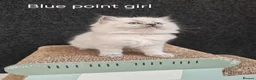 Ragdoll cats for sale: BEAUTIFUL RAGDOLLS KITTENS GCCF REGISTERED  - Advert 7