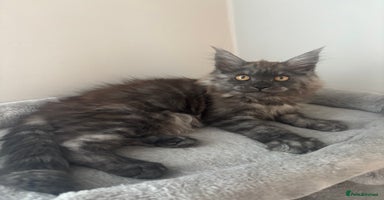 Maine Coon cats - Advert 2