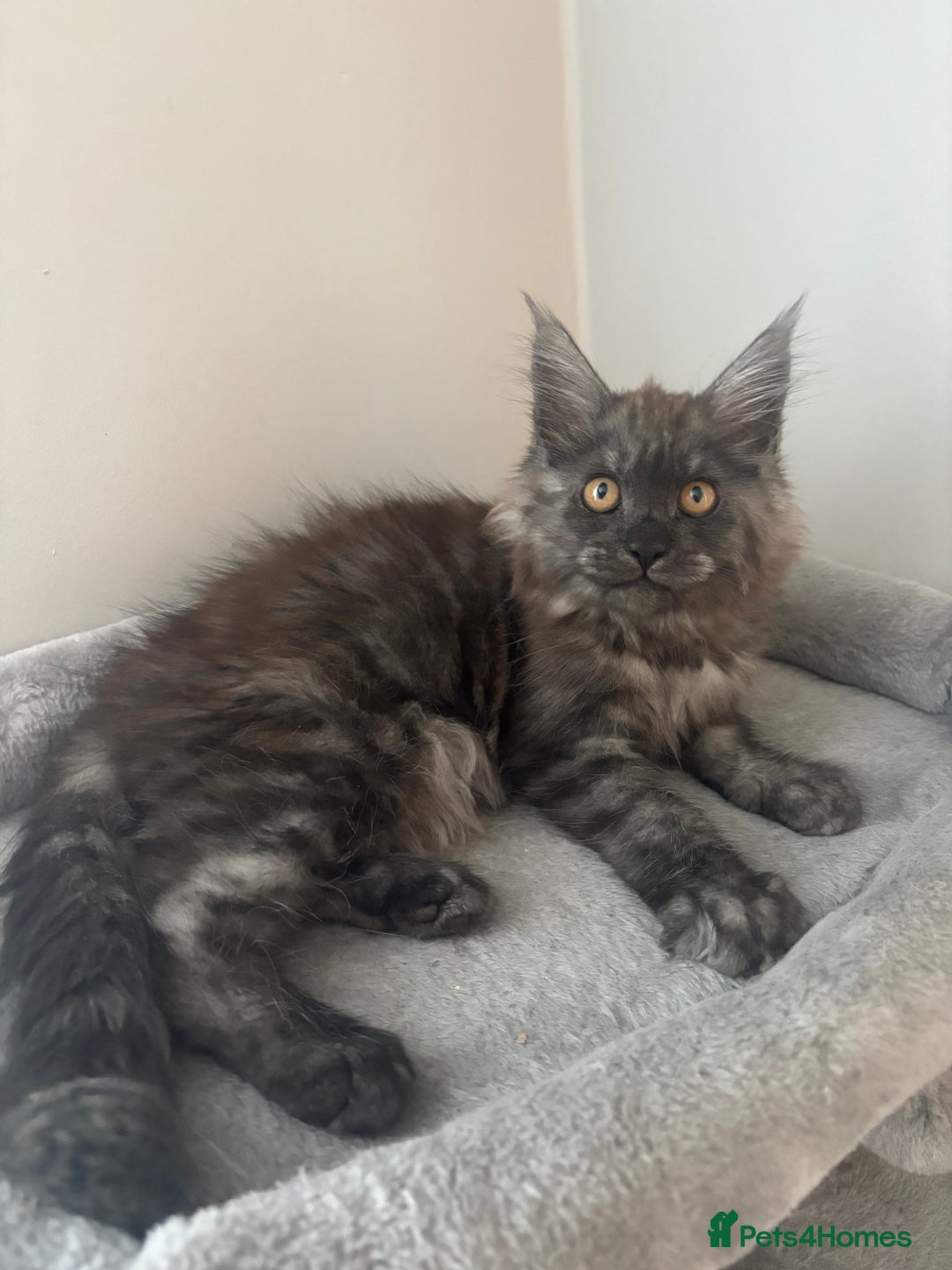 Maine Coon cats for sale: *READY NOW* STUNNING TICA ACTIVE FEMALE KITTEN  - Image 2