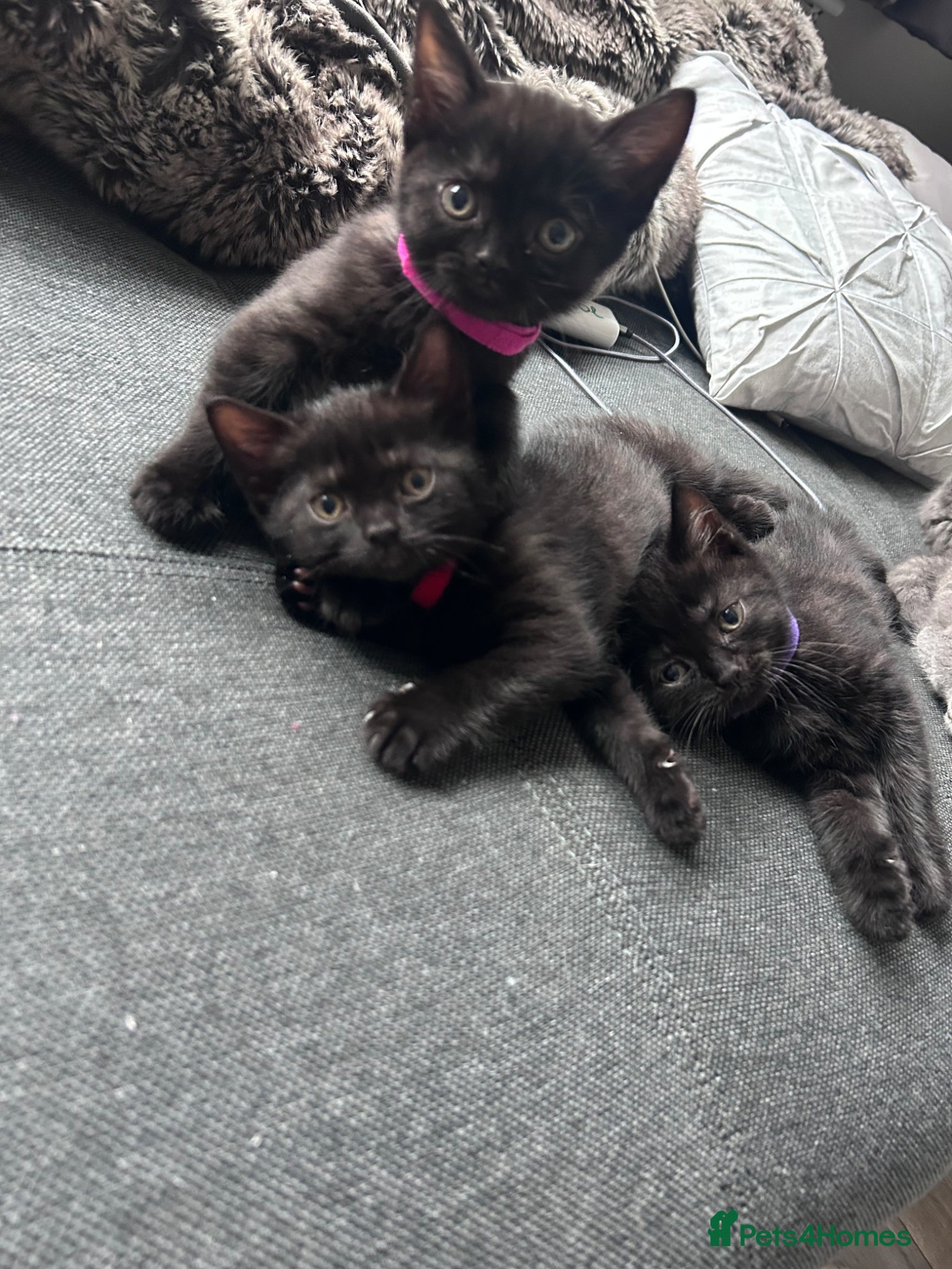 British Shorthair cats for sale: 5 British shorthair kittens  - Advert 6