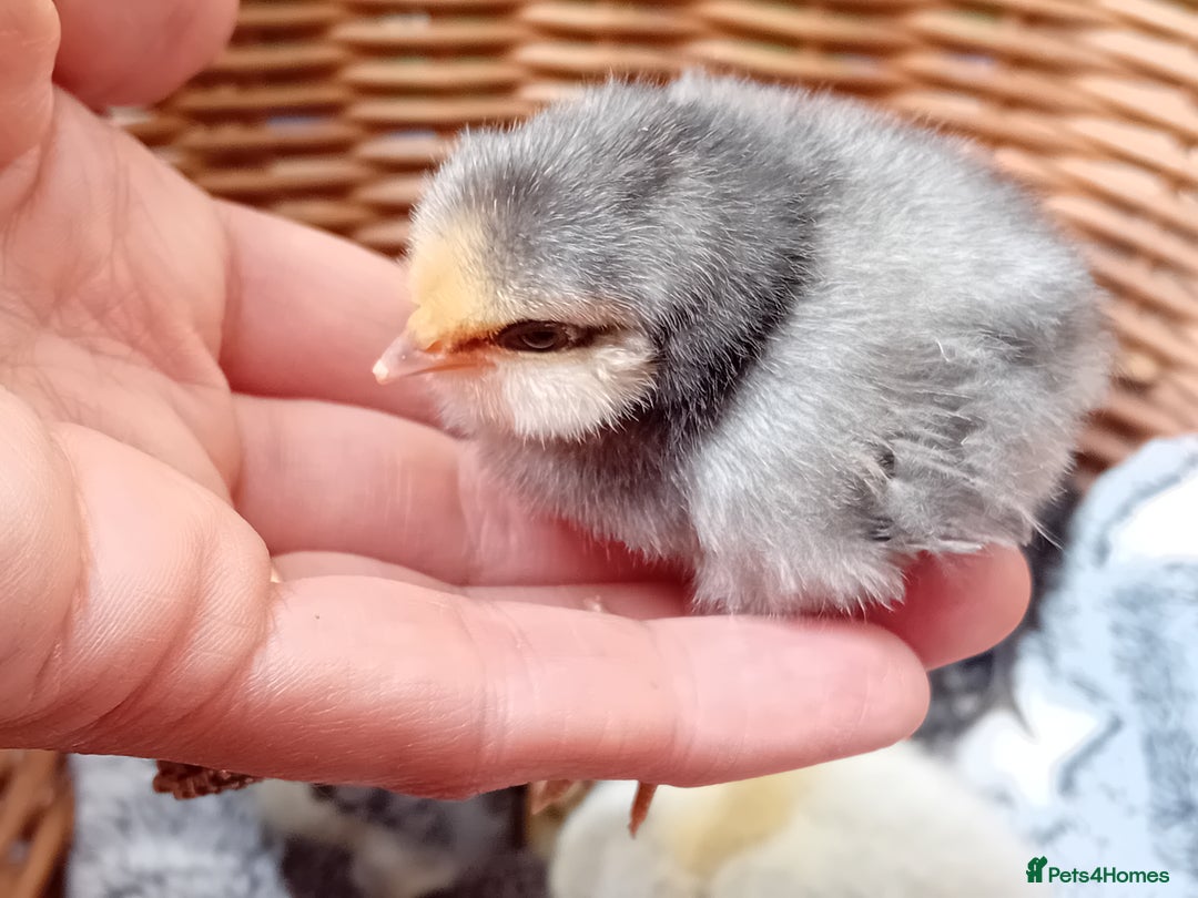 Chickens poultry for sale: Sweet Little Barbu d’Anvers Chicks Now Available - Image 14