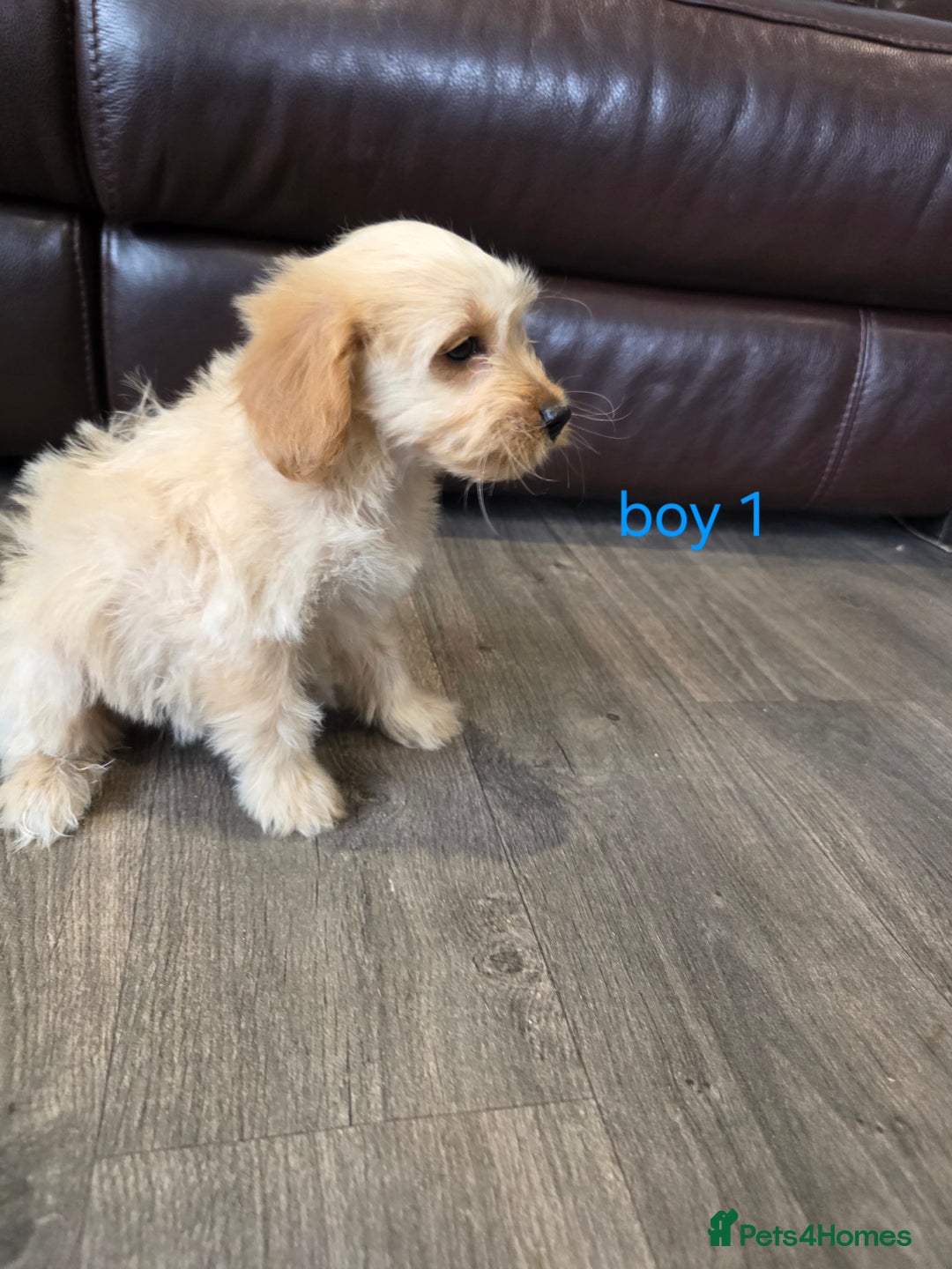 Cockapoo dogs for sale: Adorable cockapoo pups ready to go 🐶 - Image 29