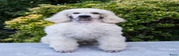 Standard Poodle dogs for sale: Outstanding Standard Poodle Puppies - Advert 7