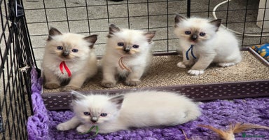 Ragdoll cats - Advert 2