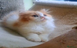 British Longhair cats for sale: *RESERVED* Red Bicolour British Longhair Kitten - Image 6