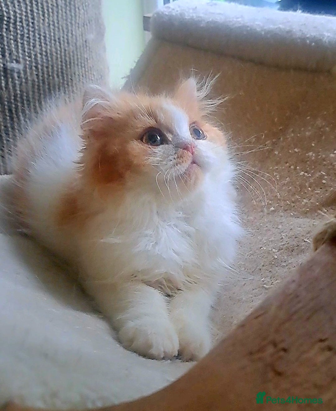 British Longhair cats for sale: *RESERVED* Red Bicolour British Longhair Kitten - Image 6