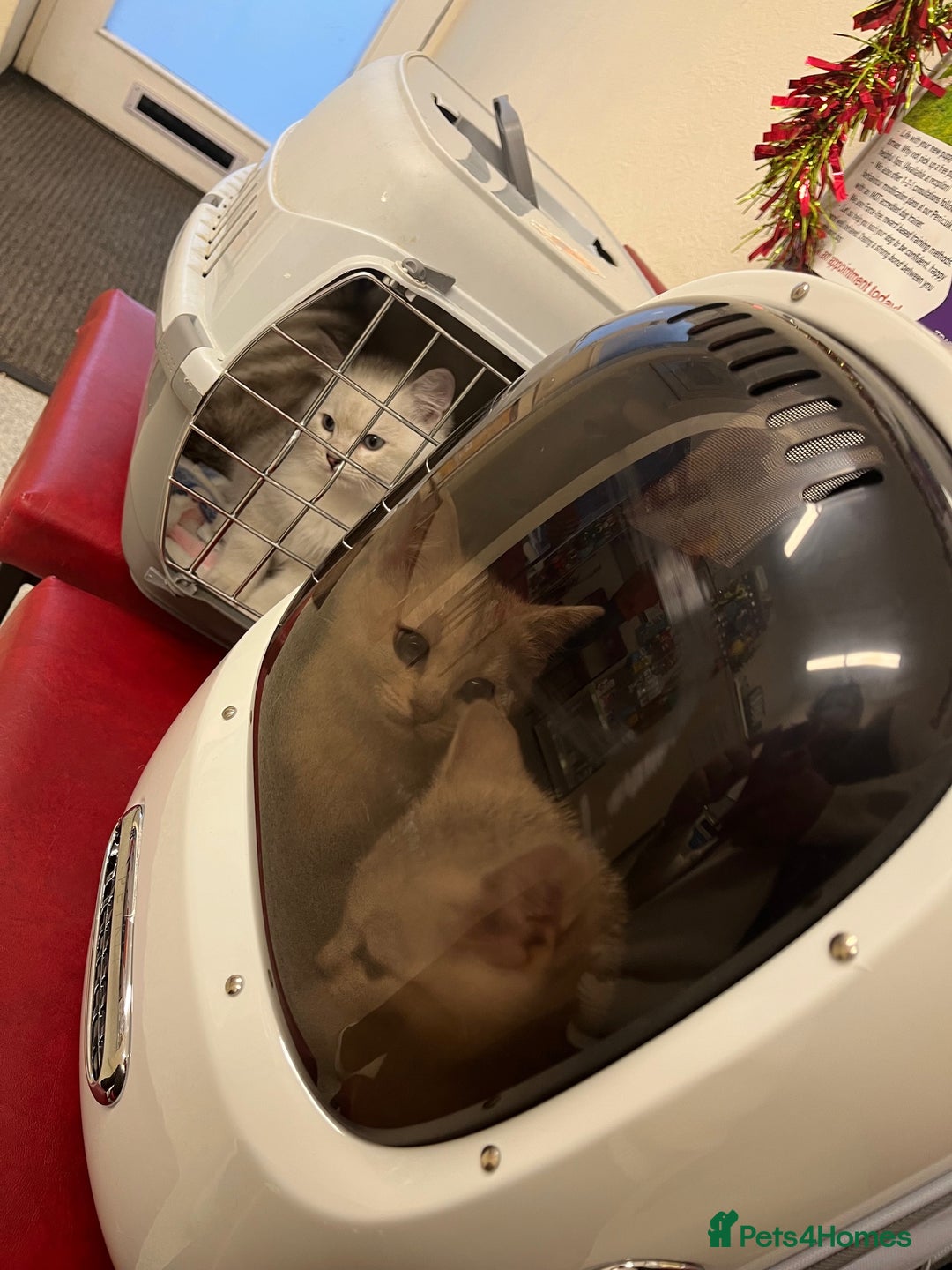 British Shorthair cats for sale: BRITISH SHORTHAIR KITTENS - Advert 25