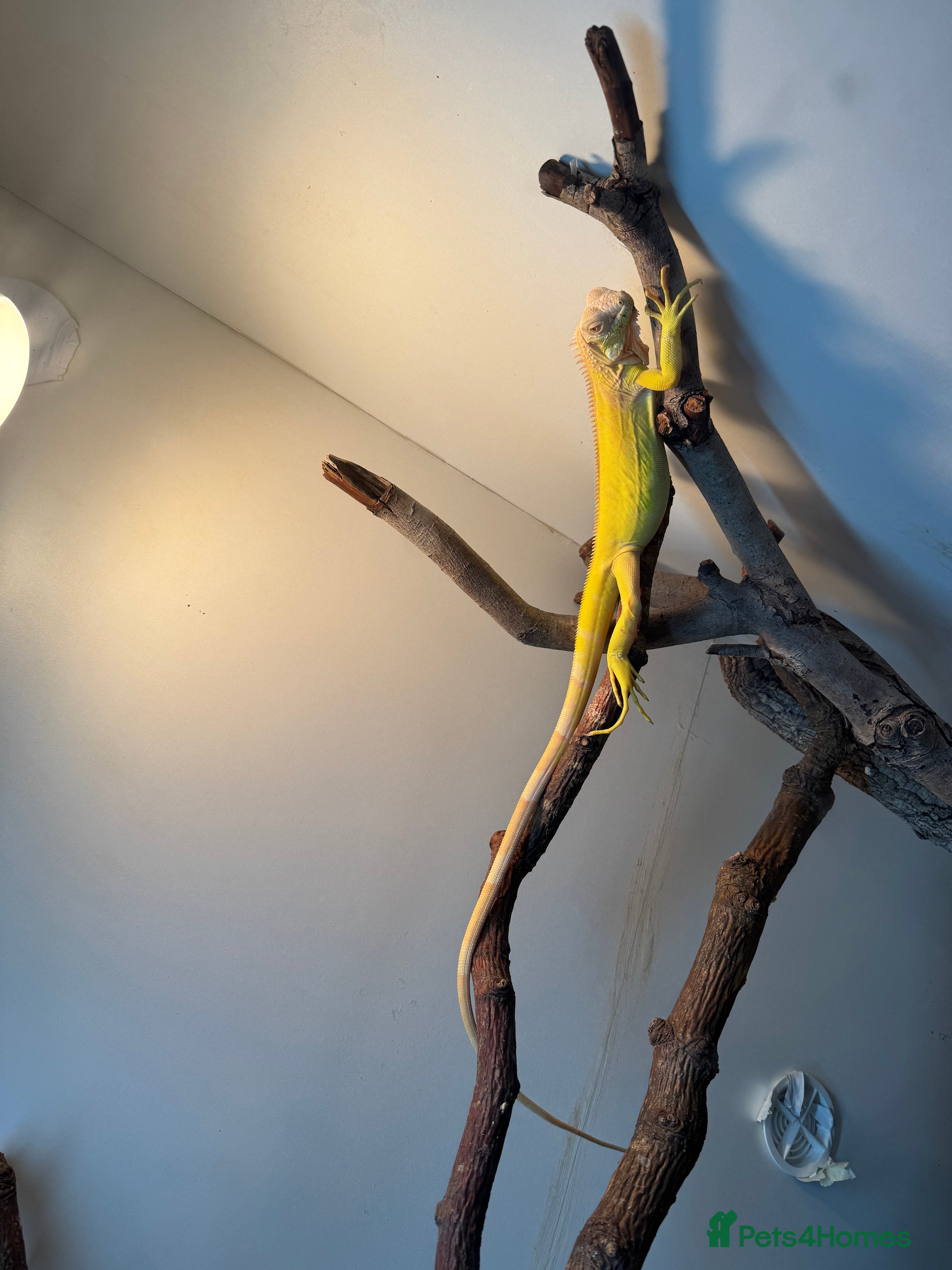 Iguana reptiles Albino iguana  - Advert 1