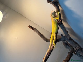 Iguana reptiles Albino iguana - Advert 1