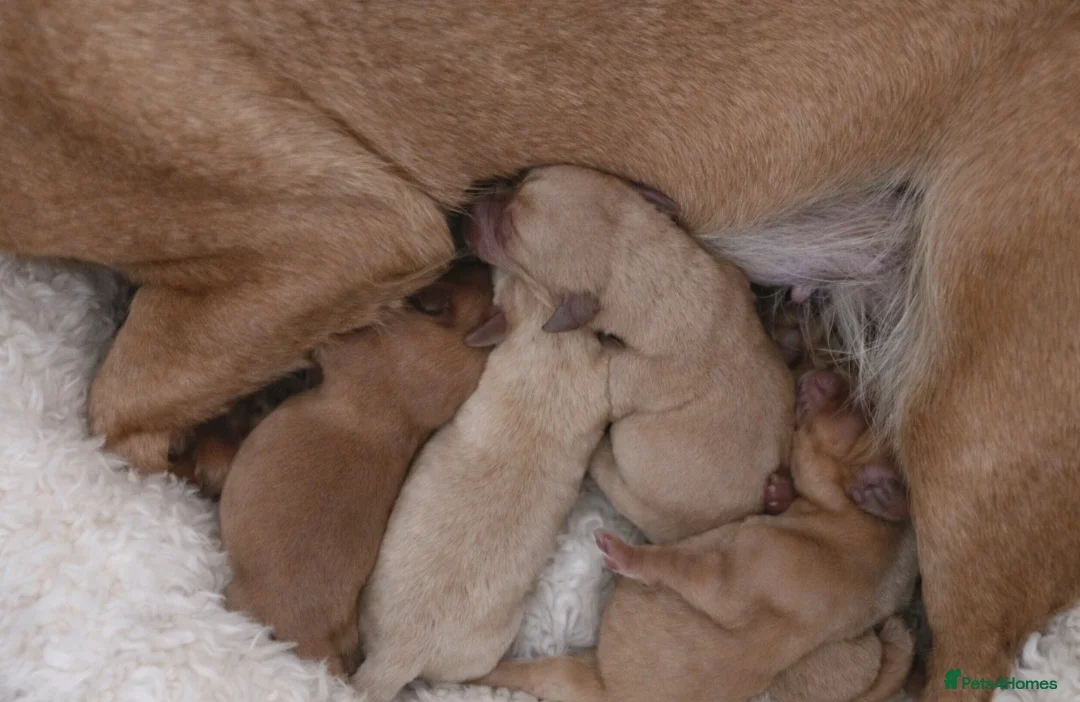 Labrador Retriever dogs for sale: Labrador litter - Advert 5