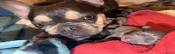 Mixed Breed dogs for sale: beautiful miniature daschunds X frenchie - Advert 16