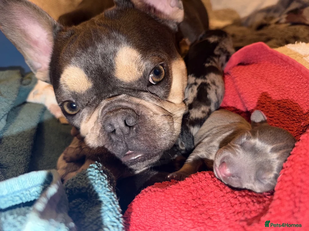 Mixed Breed dogs for sale: beautiful miniature daschunds X frenchie - Advert 16