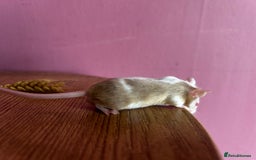 Mouse rodents for sale: Little Mices  - Image 7