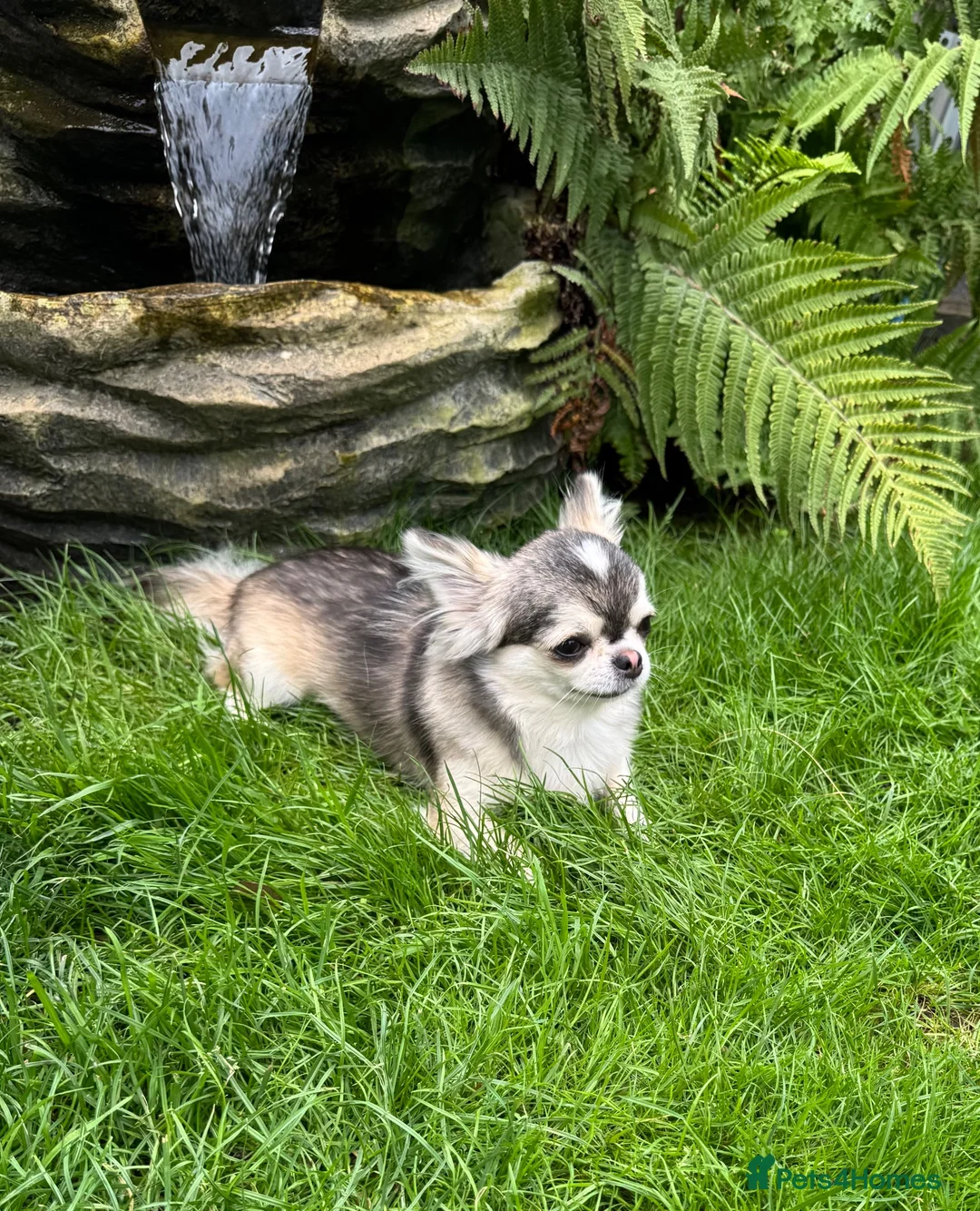 Chihuahua dogs for stud: Thailand KC reg.tiny husky marking boy DNA tested  - Advert 2