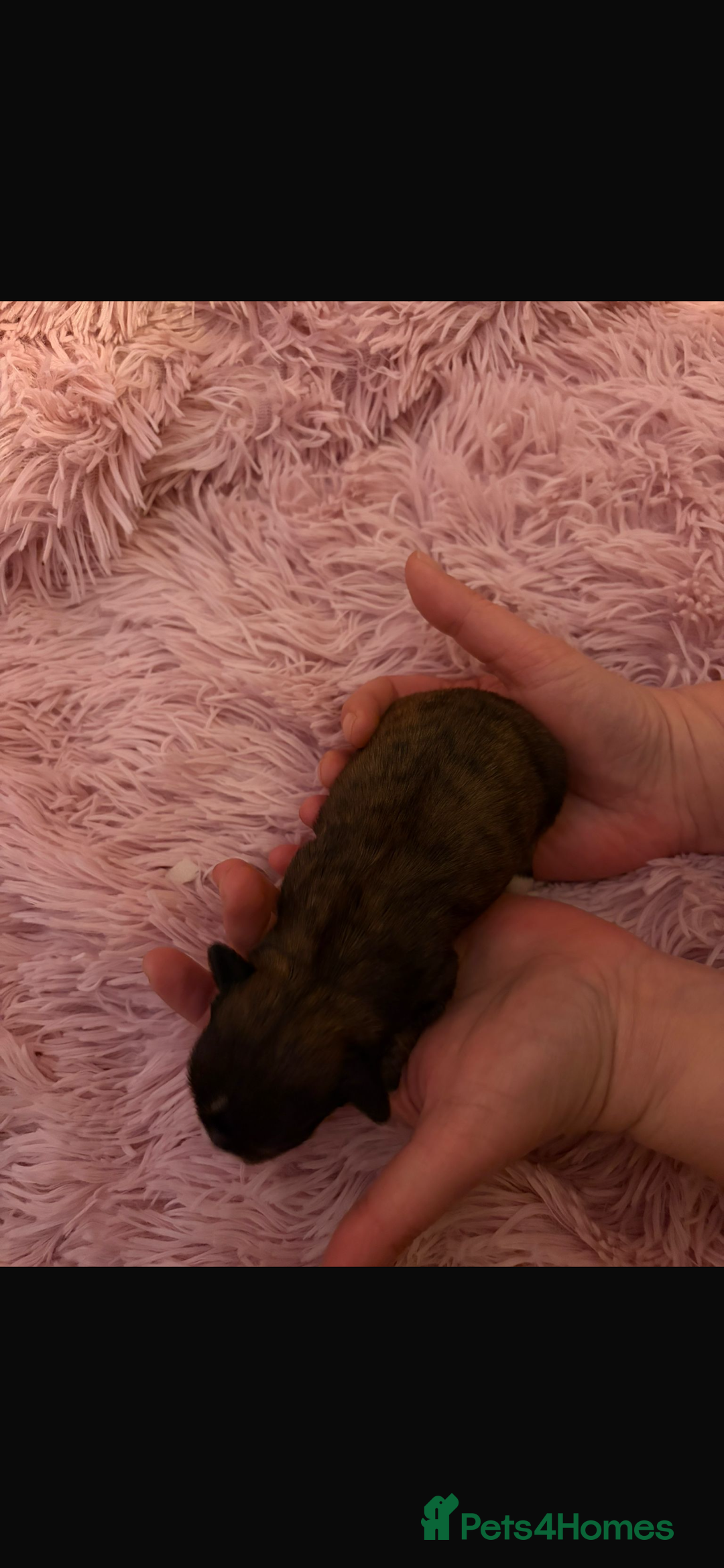 Shih Tzu dogs for sale: Shih Tzu puppies - Advert 9