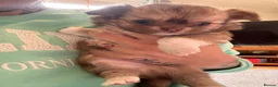 Chihuahua dogs for sale: Stunning Long-Haired Chihuahua Puppies in ELY - Advert 15
