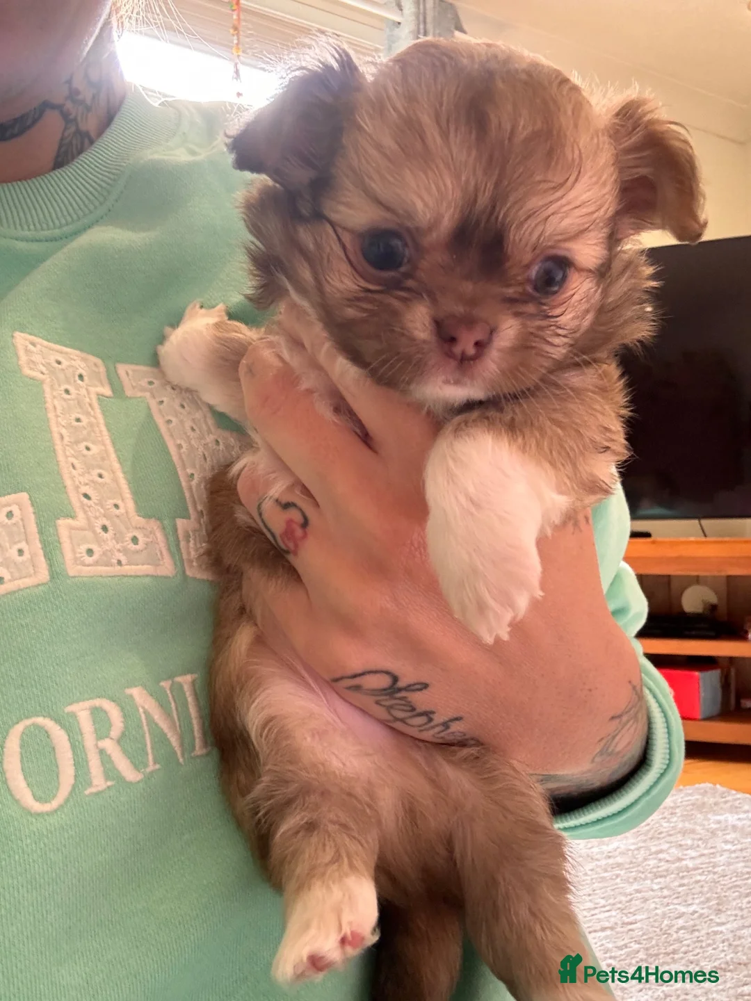 Chihuahua dogs for sale: Stunning Long-Haired Chihuahua Puppies in ELY - Advert 15