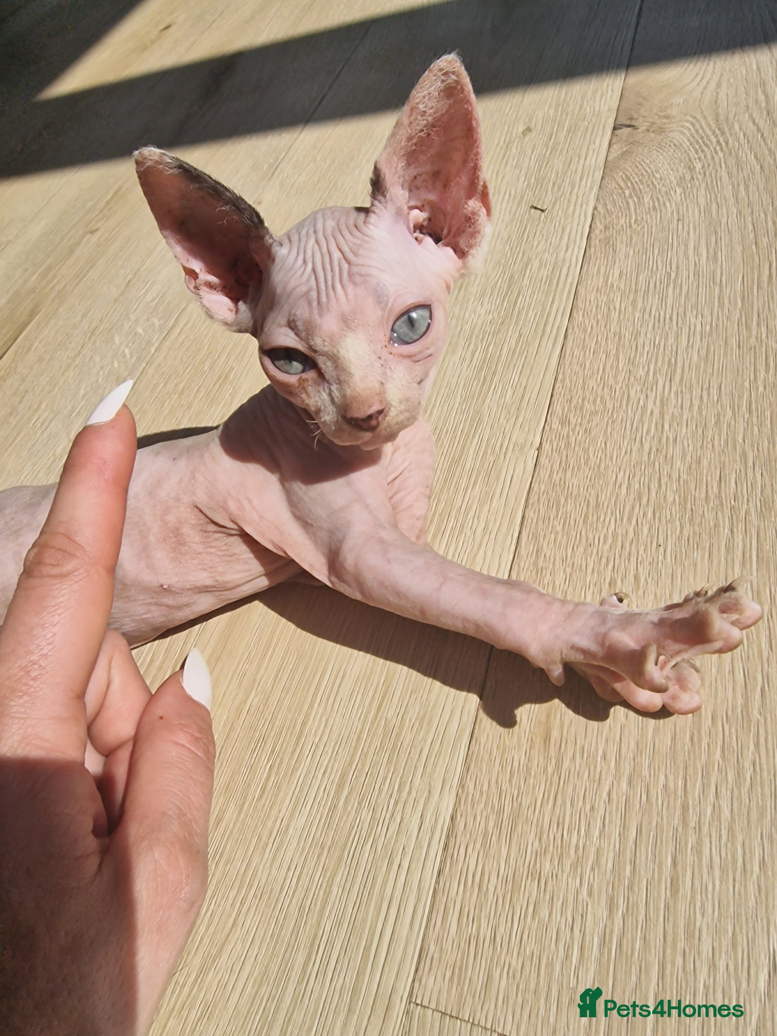Sphynx cats Reduced! Last little sphynx girl - Advert 1