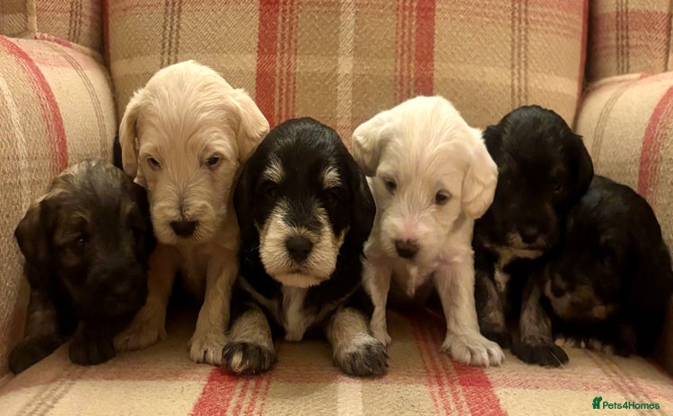 Schnoodle dogs - Advert 1