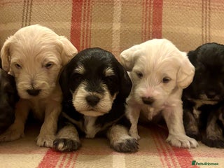 Schnoodle dogs - Advert 11