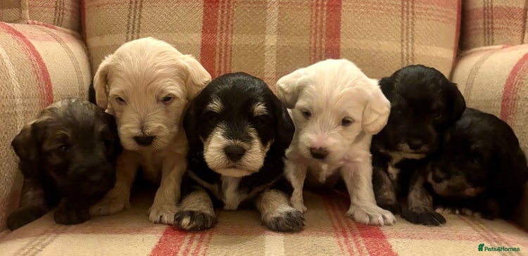 Schnoodle dogs - Advert 1