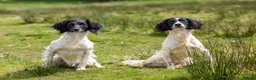 English Springer Spaniel dogs for sale: exceptionally well bred L&W / B&W springer puppies - Advert 3