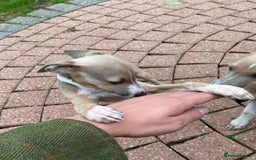 Italian Greyhound dogs for sale: Beautiful Italian greyhounds  - Image 20