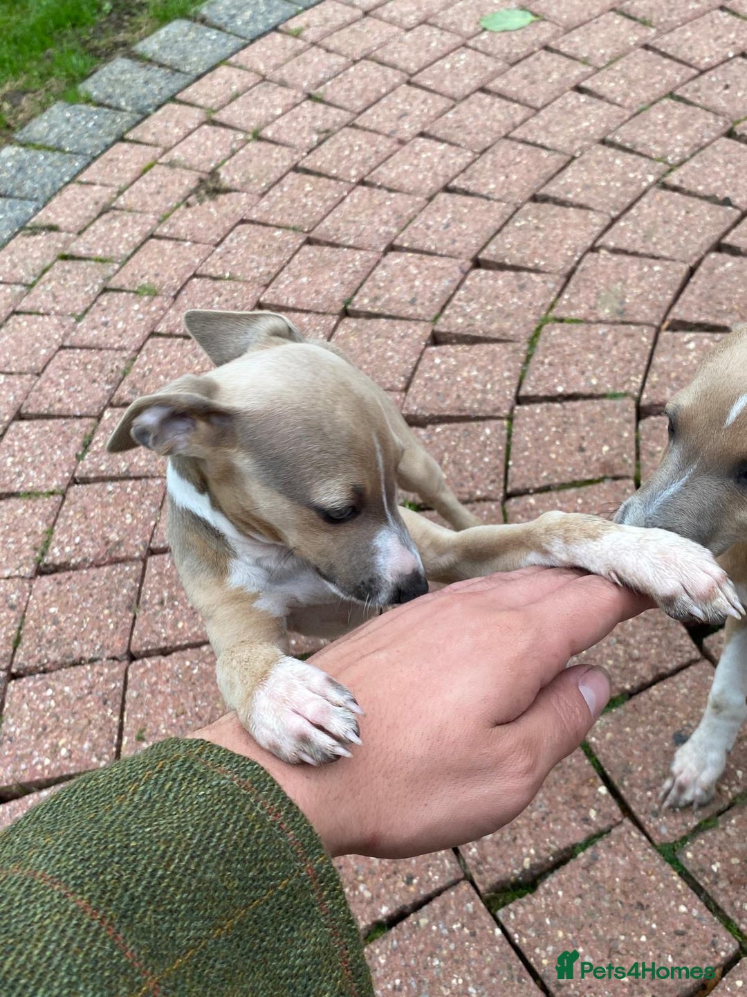 Italian Greyhound dogs for sale: Beautiful Italian greyhounds  - Image 20