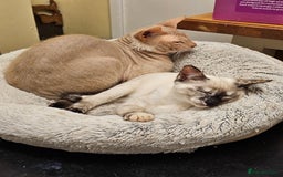 Sphynx cats for sale: Sphynx x Siamese kittens - Image 30