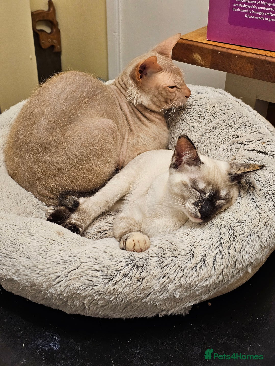Sphynx cats for sale: Sphynx x Siamese kittens - Image 30