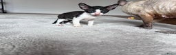 Cornish Rex cats for sale: Cornish Rex Kittens Ready to Reserve - Advert 7