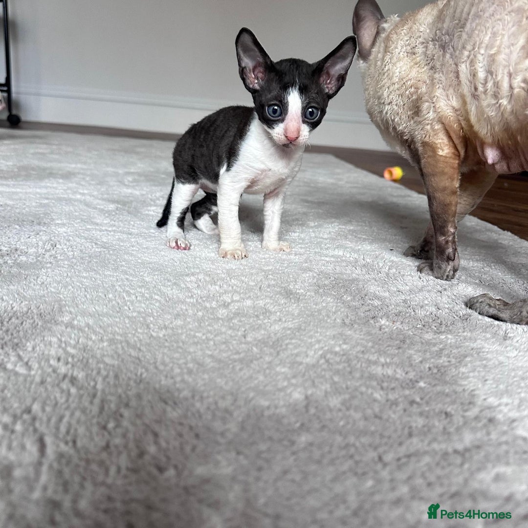 Cornish Rex cats for sale: Cornish Rex Kittens Ready to Reserve - Image 7