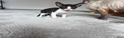 Cornish Rex cats for sale: Cornish Rex Kittens Ready to Reserve - Advert 7