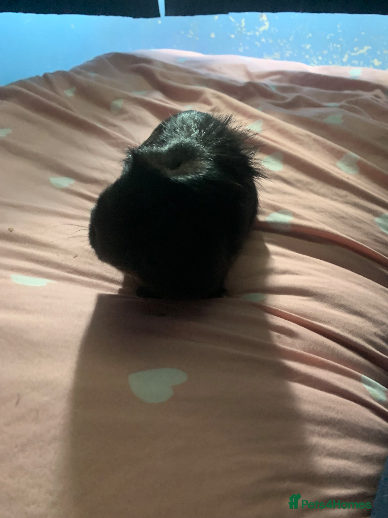 Guinea Pig rodents Male Guinea pigs - Advert 16