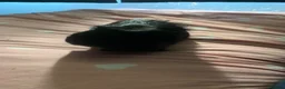 Guinea Pig rodents for sale: Male Guinea pig 14 months old  - Advert 3