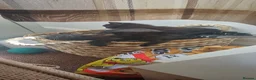 British Shorthair cats for sale: 3 lovely black kittens in Preston - Advert 8