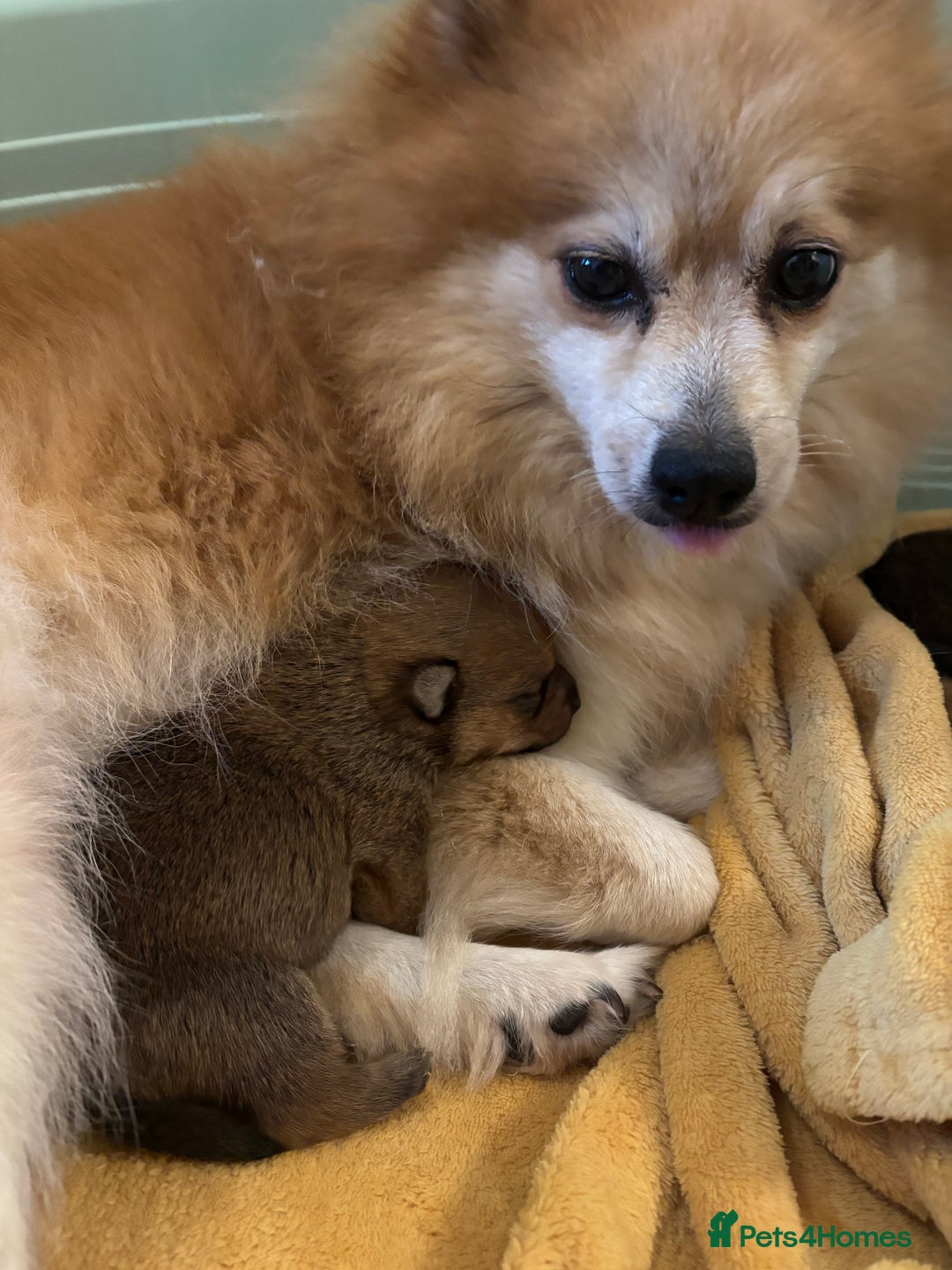 Mixed Breed dogs for sale: Jackaranian puppies - Advert 24