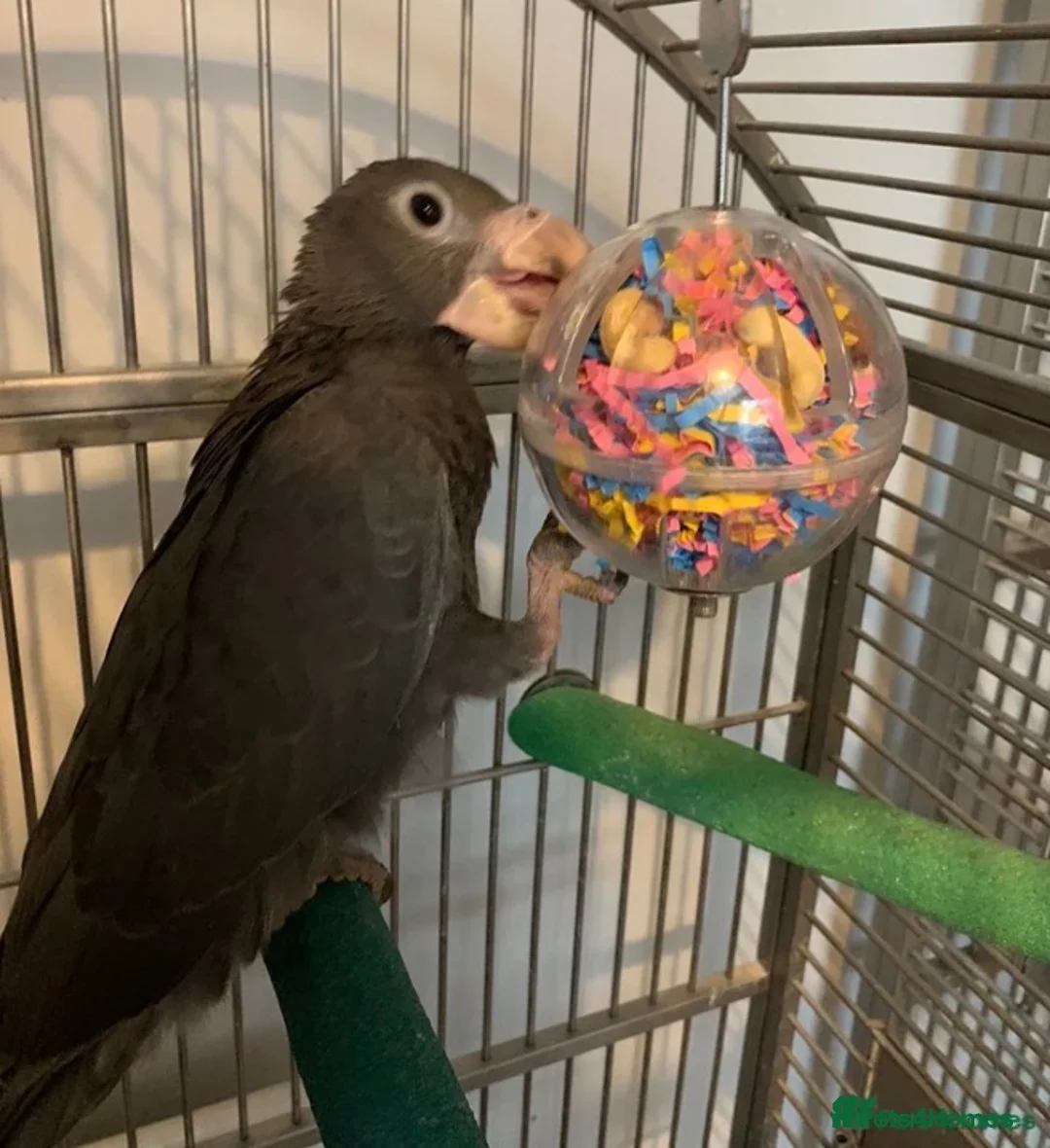 Parrots birds for sale: Female vasa parrot  - Advert 2