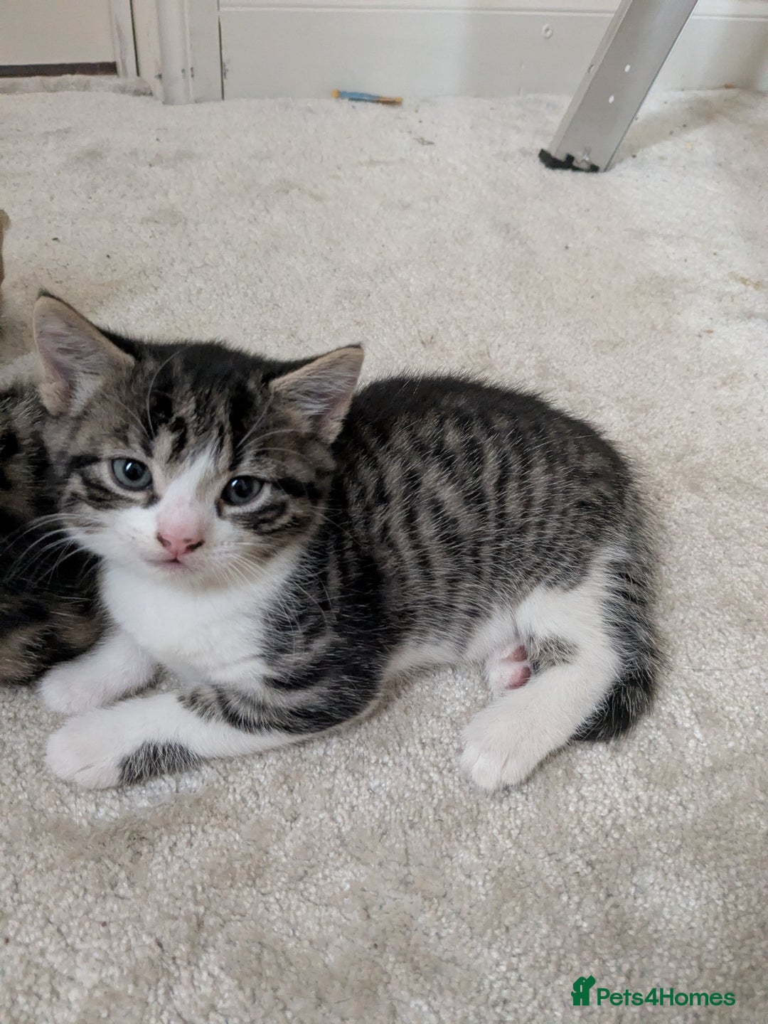 Mixed Breed cats for sale: Kittens looking for a loving home! - Image 10